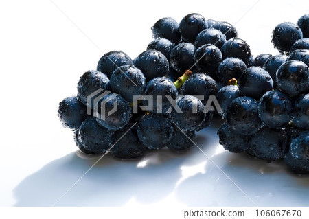 長野紫(大葡萄)用水沾濕的白色背景照片 長野紫(大葡萄)用水沾濕的白色背景照片 106067670