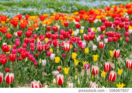 Colorful flower garden Mannou Park (Mannou Town, Kagawa Prefecture) Colorful flower garden Mannou Park (Mannou Town, Kagawa Prefecture) 106067807
