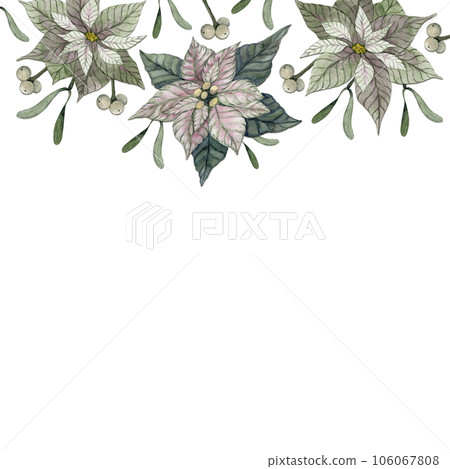 Christmas Flower poinsettia. Flowers and petals. Banner. Isolated watercolor illustration 106067808