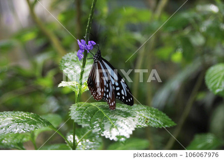 Butterflies are lured by purple flowers to seek nectar, and the leaves are fresh after the rain. Butterflies are lured by purple flowers to seek nectar, and the leaves are fresh after the rain. 106067976
