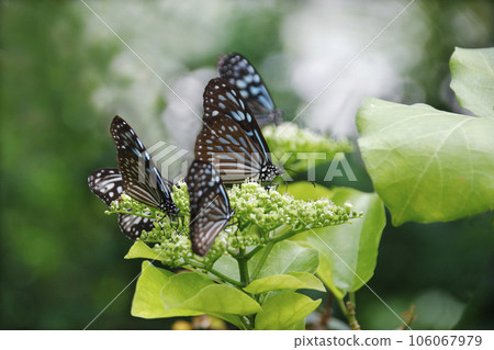 Butterfly photo. The butterfly floats freely, resting, sucking nectar, and its friends do the same. Butterfly photo. The butterfly floats freely, resting, sucking nectar, and its friends do the same. 106067979