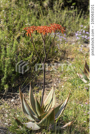 Aloe Ferox in the Seweweekspoort pass , Klein-karoo, Little Karoo, Western Cape, South Africa. 106068101