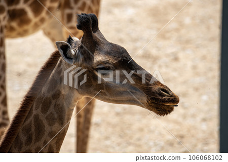 Giraffe, Mammal, Animal image, photography 106068102