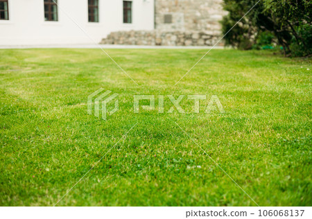 Close up view of a lawn level. Summertime season, selective focus. Green grass natural background. Field for mock up Close up view of a lawn level. Summertime season, selective focus. Green grass natural background. Field for mock up 106068137