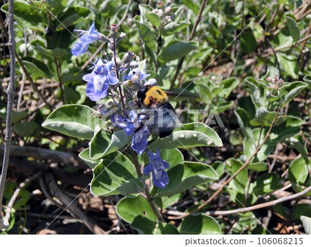 Carpenter bee and Hamagou (Oga Peninsula Nyudosaki, 8/5) 106068215