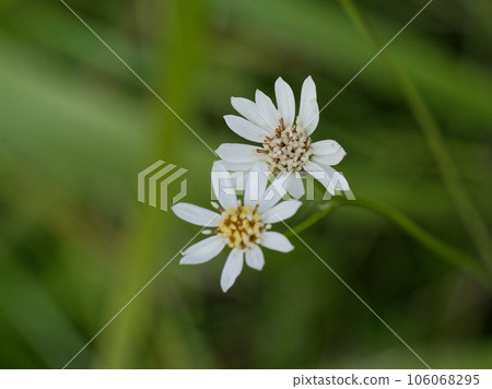 Asteraceae Asteraceae 106068295