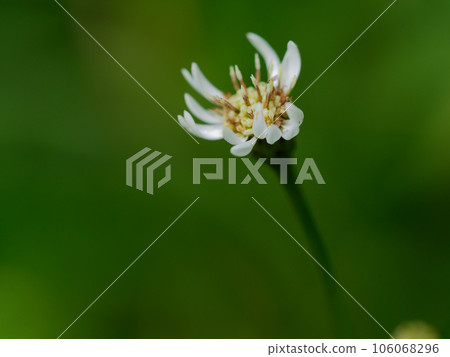 Asteraceae Asteraceae 106068296