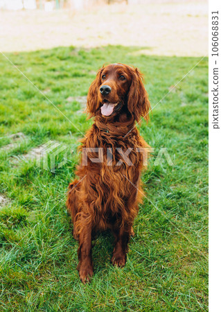 Happy Irish red setter portrait on green grass background, High quality photo Happy Irish red setter portrait on green grass background, High quality photo 106068831