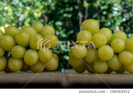 A photograph of a wet Shine Muscat on a plate A photograph of a wet Shine Muscat on a plate 106068922