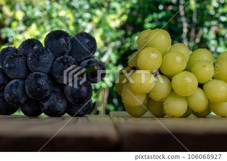 Top photo of wet Nagano Purple and Shine Muscat boards 106068927