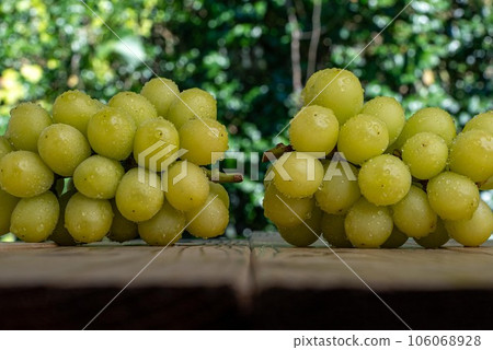 A photograph of a wet Shine Muscat on a plate 106068928