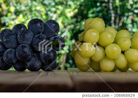 Top photo of wet Nagano Purple and Shine Muscat boards 106068929