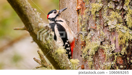 Great spotted woodpecker bird on a tree looking for food. 106069265