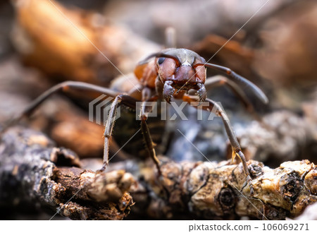 Ant close-up in the wild. 106069271
