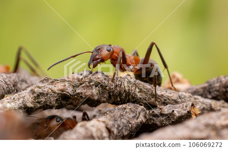 Ant close-up in the wild. 106069272