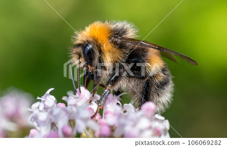 Bumblebee collects nectar from the flower. Close-up macro. 106069282