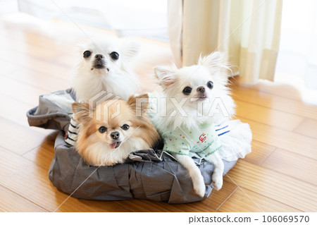 A group photo of three Chihuahuas in a bag 106069570