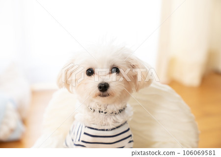 Bust-up of Maltipoo on a white sofa by the window wearing striped clothes 106069581