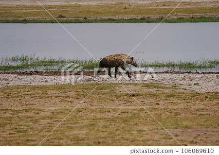 Spotted hyena at lake on african savanna in Amboseli National Park in Kenya Spotted hyena at lake on african savanna in Amboseli National Park in Kenya 106069610