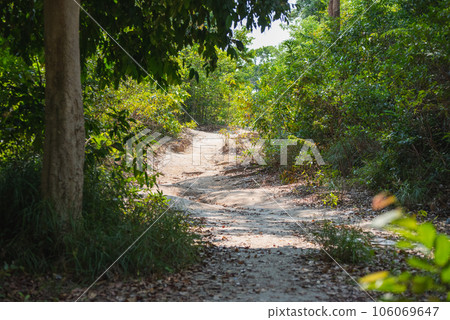Path leading among thickets of shrubs and trees. Hiking in summer forest 106069647