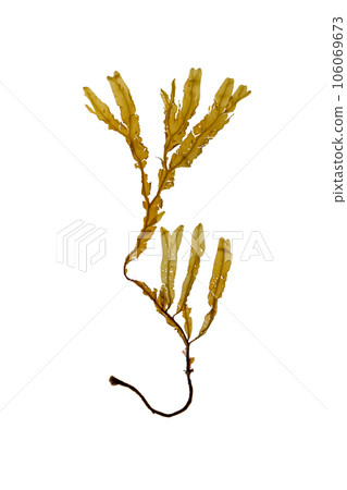 Dictyopteris membranacea brown algae isolated on white Dictyopteris membranacea brown algae isolated on white 106069673