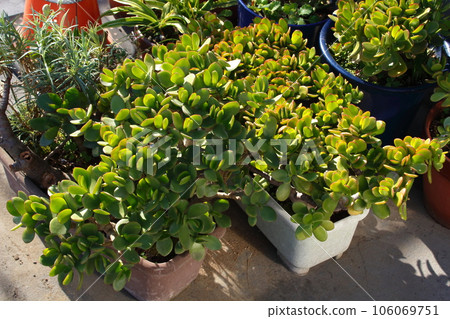 Kanenonaruki (Fuchibenibenkei) Kanenonaruki (Fuchibenibenkei) 106069751