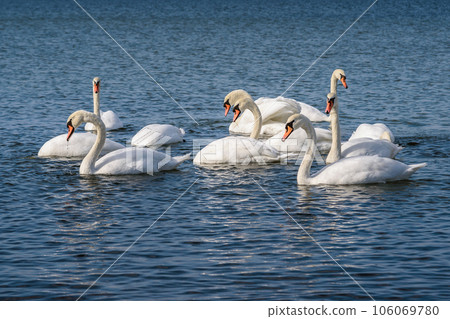 Flock of white swans in the calm water of the Baltic Sea at Vistula Spit. Baltiysk. Russia 106069780