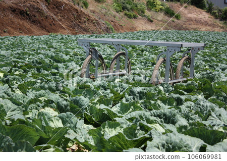 Cabbage field 106069981