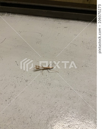 Praying mantis in the room Praying mantis in the room 106070273