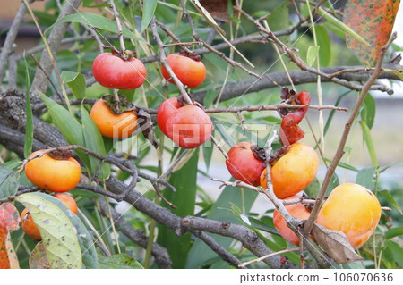 Persimmon in the early autumn field 106070636