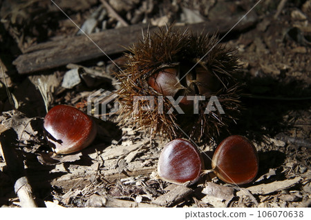 Shibaguri/Yamaguri in the forest 106070638