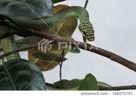 Close up green snake or Chrysopelea ornata on tree Close up green snake or Chrysopelea ornata on tree 106070781