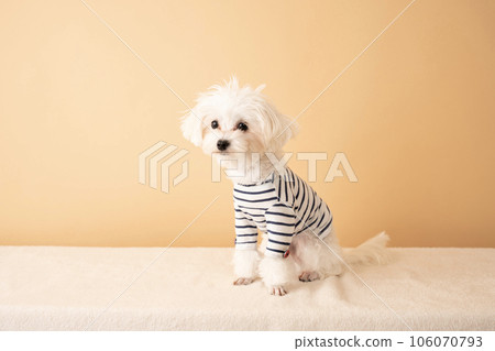 Maltipoo clothes clearance