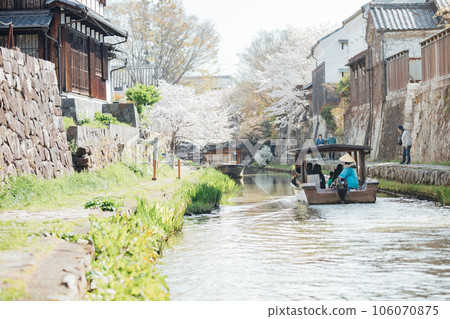 Omihachiman City, Shiga Prefecture Cherry blossoms at Hachimanbori and houseboats around Hachimanbori 106070875