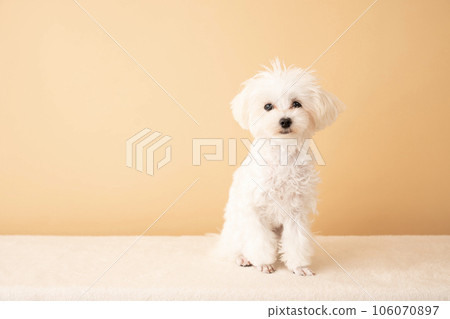 Maltipoo 小狗 坐著 Maltipoo 小狗 坐著 106070897