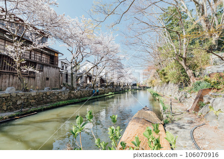 Omihachiman City, Shiga Prefecture Hachimanbori Cherry Blossom Trees and Moat 106070916