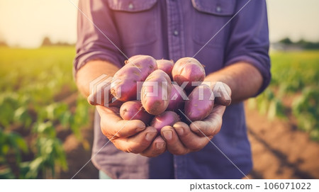 Farmers hands with bio potatoes 106071022