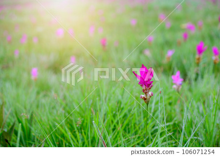 Siam Tulip pink flower blooming in forest mountain at Sai Thong National Park 106071254
