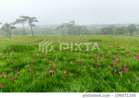 Siam Tulip pink flower blooming in forest mountain at Sai Thong National Park 106071256