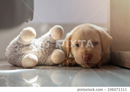 Labrador puppy laying with playing toy 106071311