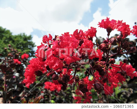 Crape myrtle crimson red 106071365
