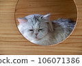 A cat is sitting on the table 106071386