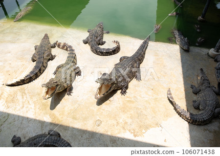 The crocodile on the farm 106071438