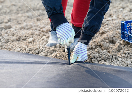 A person hammers a plastic stake into the ground to hold the agrofibre on the ground. 106072052