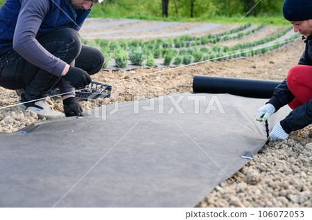 People in the field spread black agricultural fiber on the soil to prevent weeds. People in the field spread black agricultural fiber on the soil to prevent weeds. 106072053