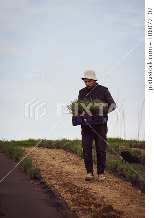 A man in a box carries lavender seedlings, in the background is a car and the sky. A man in a box carries lavender seedlings, in the background is a car and the sky. 106072102