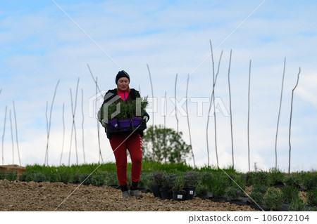 A woman carries lavender seedlings in a box A woman carries lavender seedlings in a box 106072104