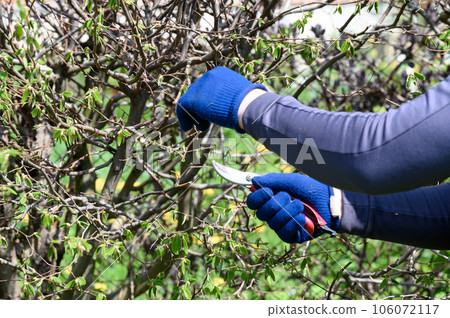Cutting a hedge with scissors close-up 106072117