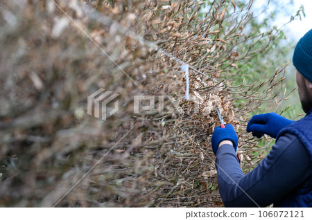 Cleaning the garden in early spring, cutting the hedge, which is still leafless. 106072121