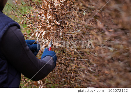 Cleaning the garden in early spring, cutting the hedge, which is still leafless. 106072122